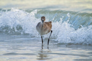 Shorebirds in wave