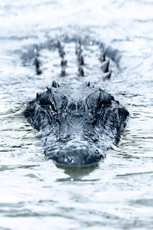 Gator Vertical