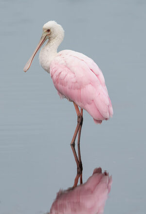 Spoonbill of Grey #1