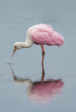 Spoonbill of Grey #3