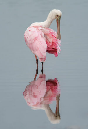 Spoonbill of Grey #2