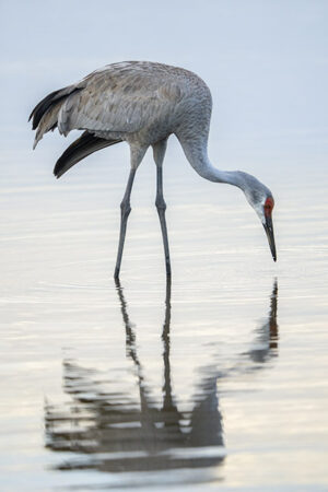 Sandhill Crane #3