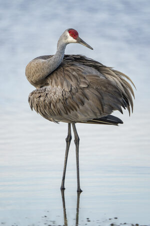 Sandhill Crane #2