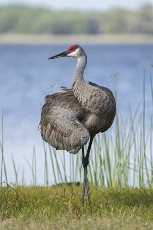 Sandhill Crane #1