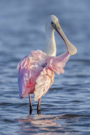 Spoonbill blue section #3