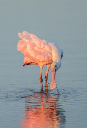 Spoonbill at sunset #3