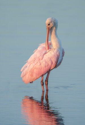 Spoonbill at sunset #4