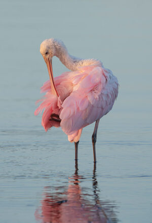 Spoonbill at sunset #1