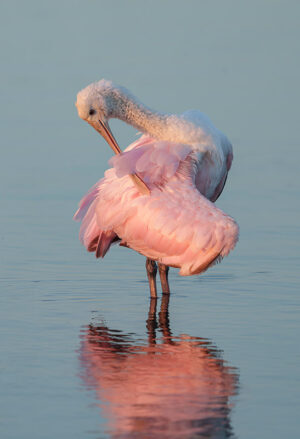 Spoonbill at sunset #2