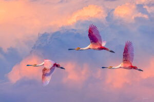 Flying Spoonbills