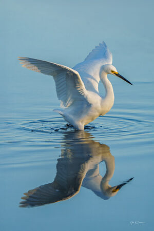 Snowy Egret reflected morning light