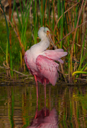 Spoonbill Preening among the reeds