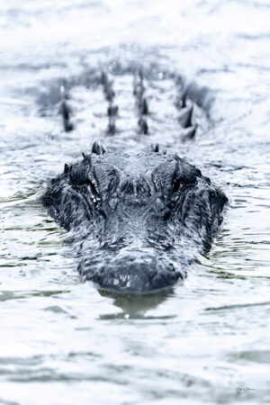 Vertical Gator